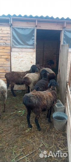 Курдючные бараны овцы