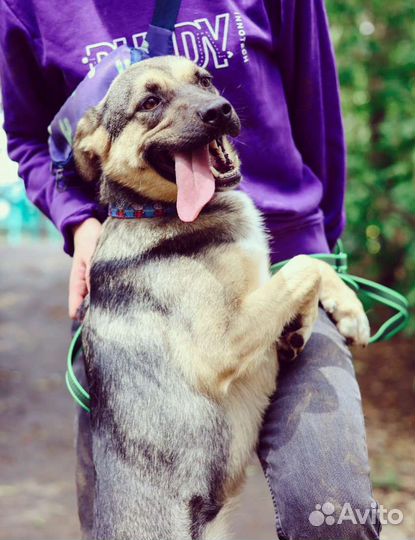 Милая Асоль ищет дом