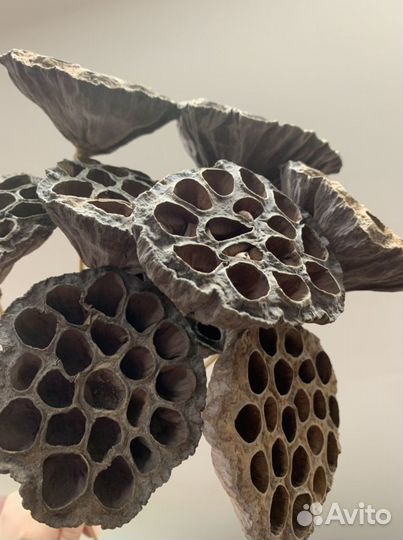 Лотос натуральный на ножке