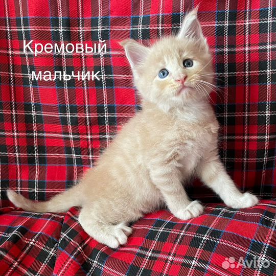 Котята мейн-кун