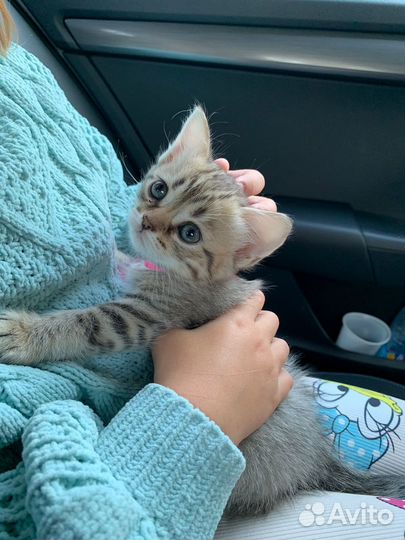 Шотландская кошечка