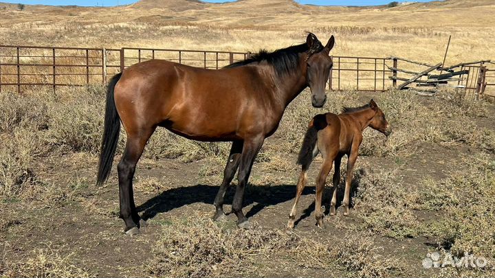 Кобыла с жеребенком