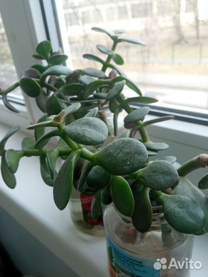 Толстянка(денежное дерево), алоэ