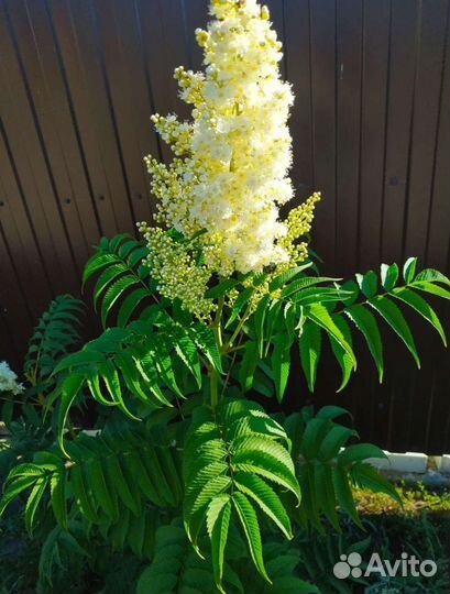 Рябинник рябинолистный крупноцветковый