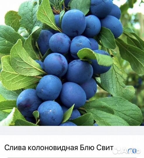 Саженцы колоновидной сливы