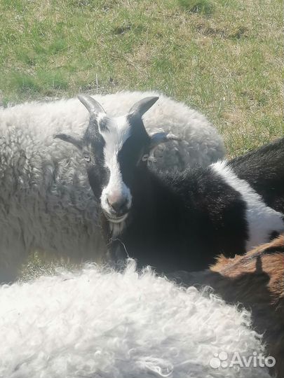 Козел, козлик Ламанча