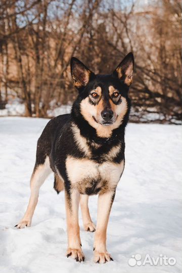 Бони ищет дом