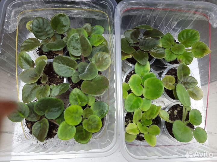 Детки сортовых фиалок