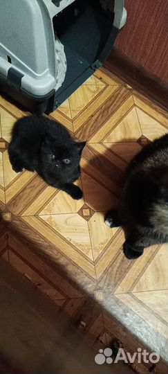 Экзотические котята