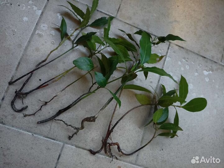 Рассада многолетних цветов