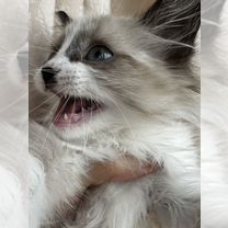 Рэгдолл котёнок