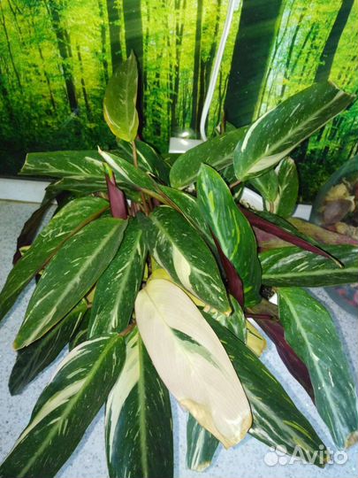 Строманта меджик стар