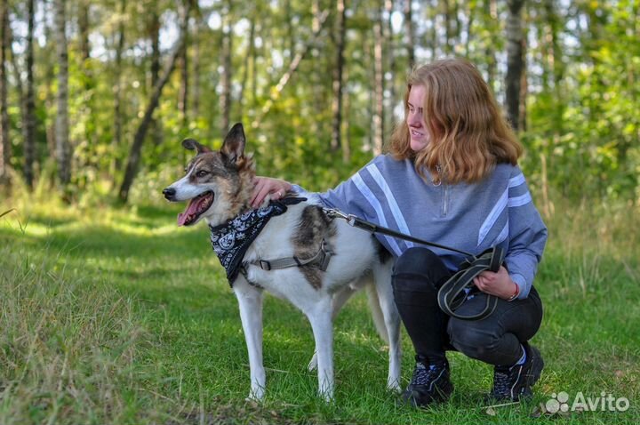 У старичка из приюта нет дома. Пожилой пёс в дар