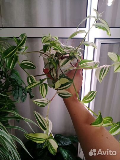 Комнатные цветы