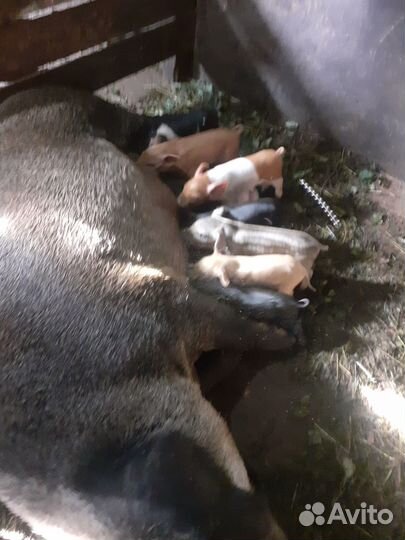 Поросята дюрок-мангалица-домбре