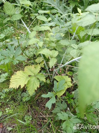 Ежемалина саженцы