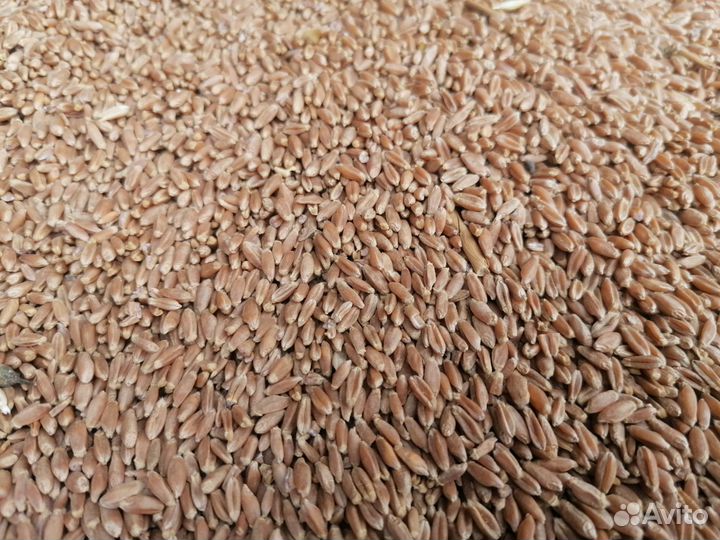 Зерно озимой пшеницы третьего класса