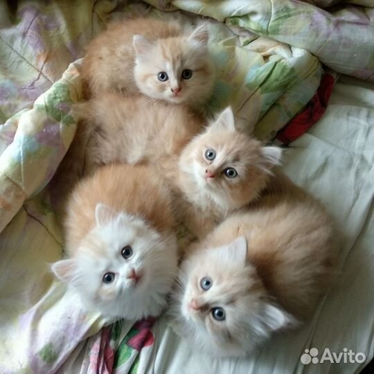 Кремовые котята, 1,5 месяца