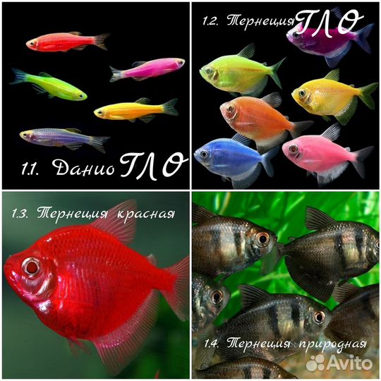 Аквариумные рыбки и растения. Опт/Розница