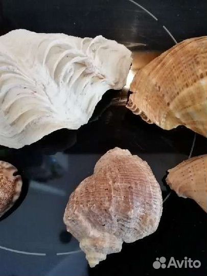 Морские ракушки раковины и для аквариума