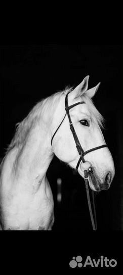 Инструктор по верховой езде