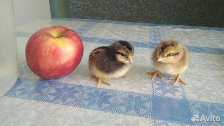 Легбар кремовый: племенные петушки