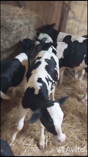 Телята мясной породы бычки Бычки
