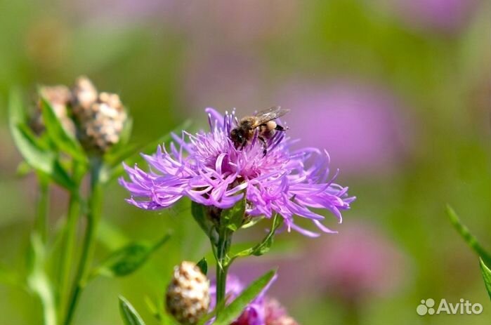 2023 года Мед натуральный опт