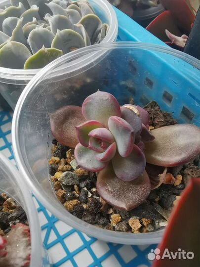 Echeveria Black roy