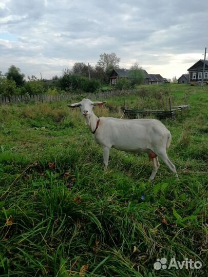 Коза заано-нубийская дойная молочная