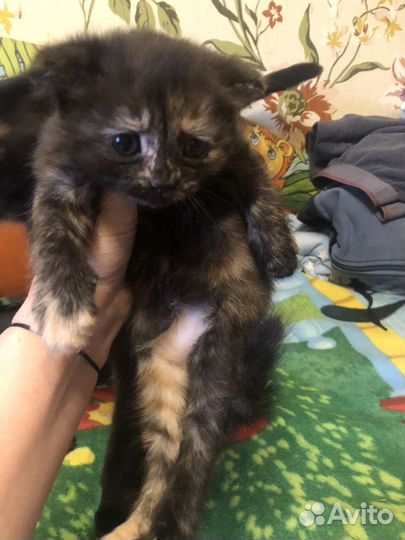 Кошка в дар