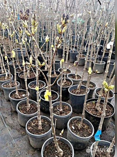 Саженцы яблоня Слава Победителя