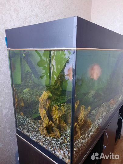 Аквариум + тумбочка которая снизу