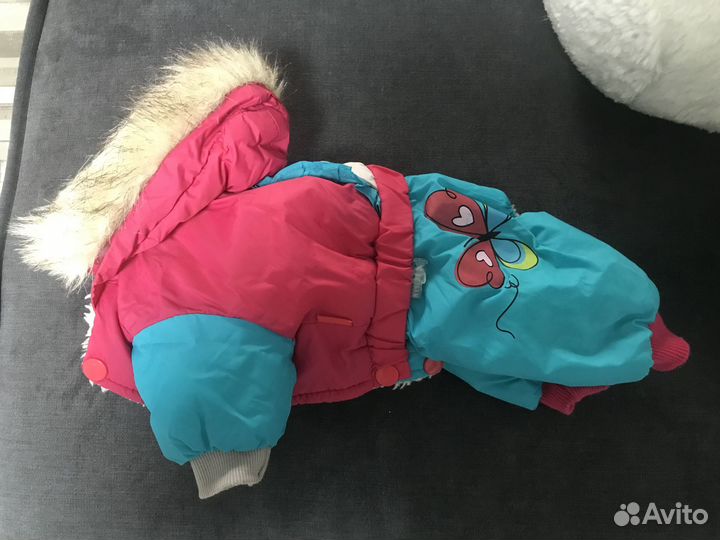 Одежда, обувь для собак