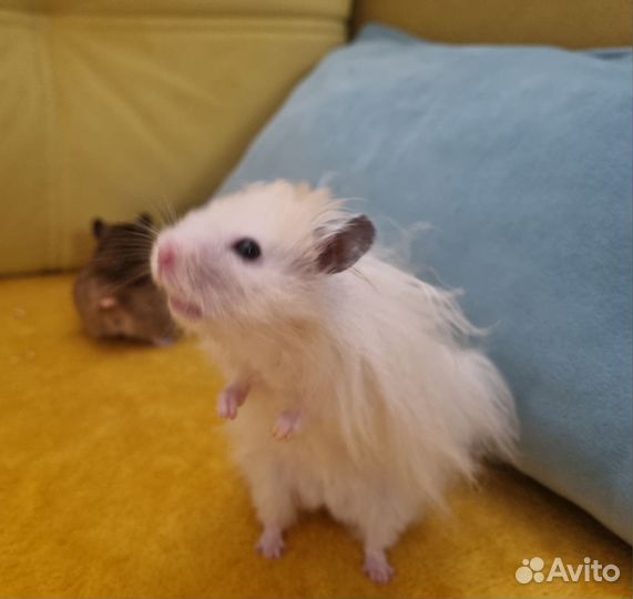 Сирийские хомячки элитные