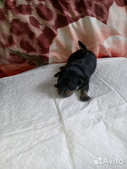 Той-терьер щенки