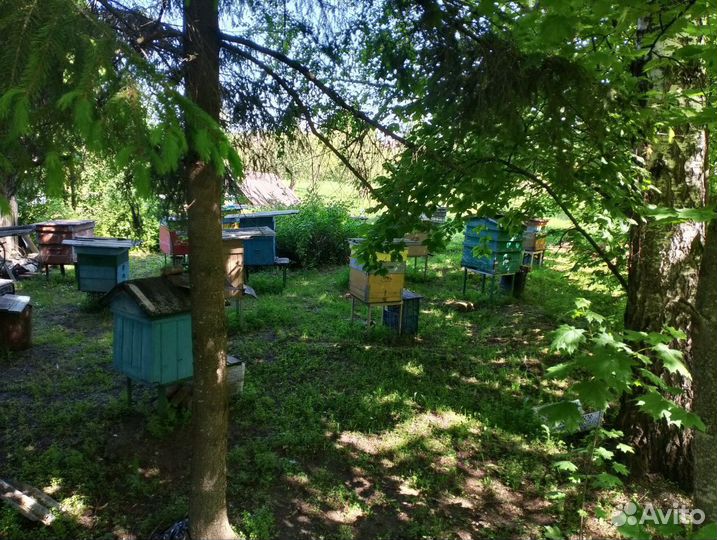 Пчелы пасека под ключ