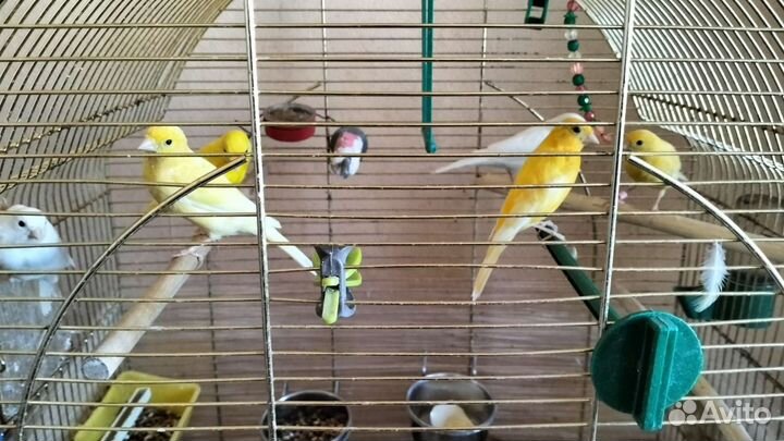 Кенара и канарейки