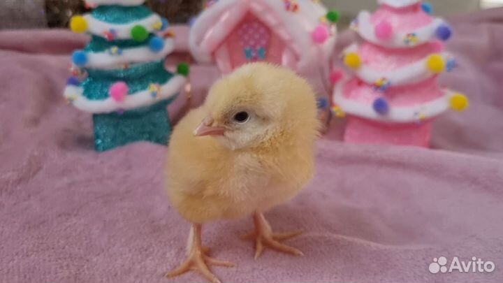 Инкубационное яйцо Нидерхайнер, цыплята