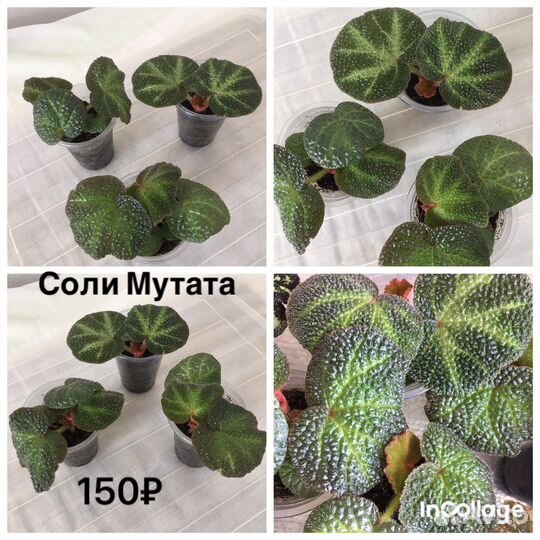 Бегонии королевские