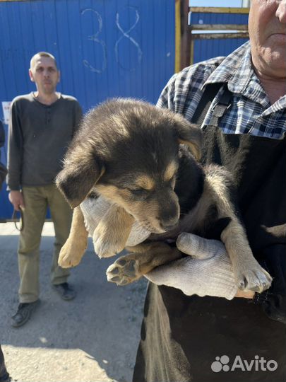Щенок в добрые руки