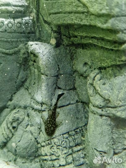 Сом анциструс вуалевый