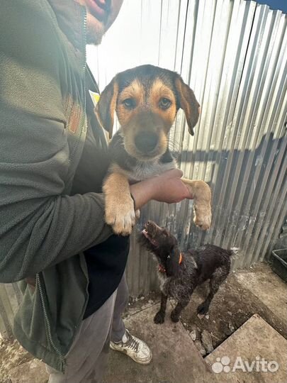 Щенки даром