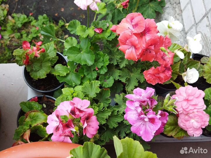 Пеларгонии