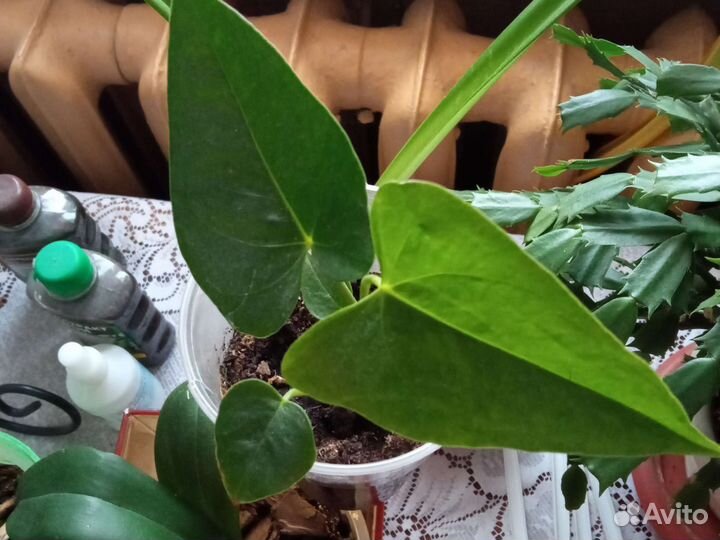 Гиппеаструм амариллис