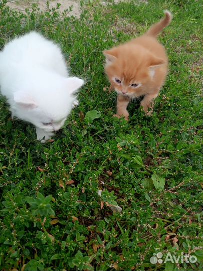 Котята в добрые руки 1 месяц