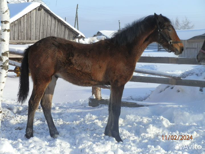 Орловские рысаки жеребята