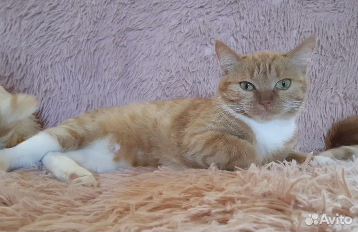 Кошка в добрые руки