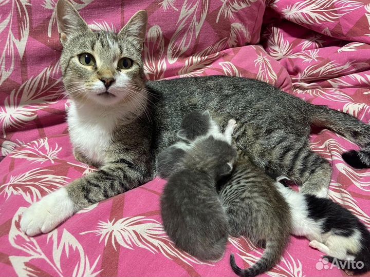 Котята в добрые руки
