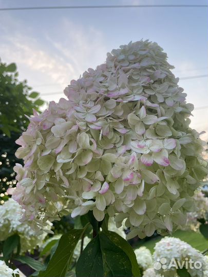 Букет на 1 сентября. Гортензия